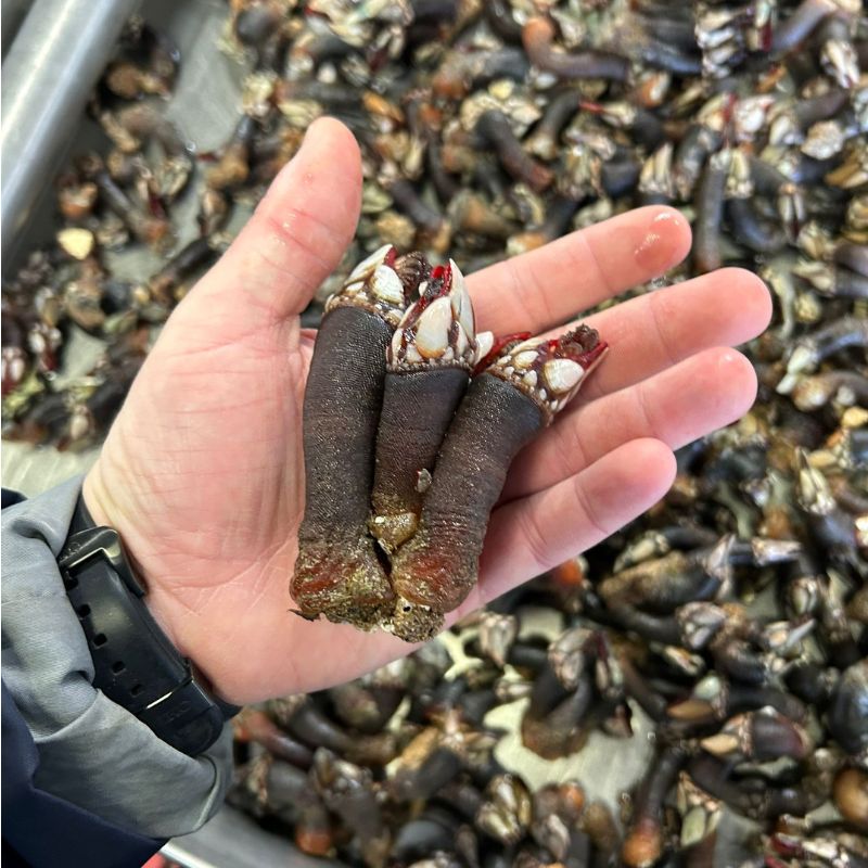 Percebes